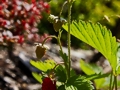 Fragaria vesca IMG_0174 Poziomka pospolita